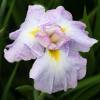 Iris japonais 'Lady in Waiting'