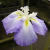 Iris japonais 'Lady in Waiting'