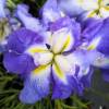 Iris japonais 'Lady in Waiting'