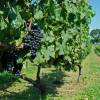 Vigne  vin 'Cabernet Franc'