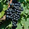 Vigne  vin 'Cabernet Franc'