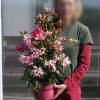 Azale japonaise 'Pink Spider'