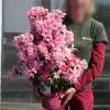 Azale japonaise 'Pink Spider'