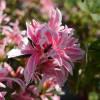 Azale japonaise 'Pink Spider'