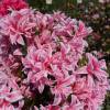 Azale japonaise 'Pink Spider'