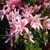 Azale japonaise 'Pink Spider'