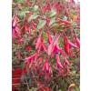 Fuchsia royal comestible