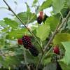 Mrier nain Mojo Berry, Mrier des montagnes