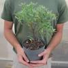 Daphn  longue floraison