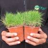 Gazon des Mascareignes, Zoysia