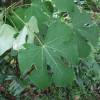 Parasol chinois, Sterculier  feuilles de platane