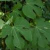 Parasol chinois, Sterculier  feuilles de platane