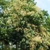 Parasol chinois, Sterculier  feuilles de platane