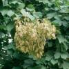 Parasol chinois, Sterculier  feuilles de platane