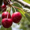 Cerisier nain autofertile 'Cherry Baby'