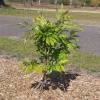 Plum Tree, Dwarf self-fertile