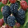 M�rier sans �pine