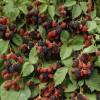 M�rier sans �pine