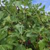 Figuier nain autofertile
