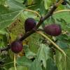 Figuier nain autofertile