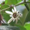 Passiflore blanche