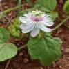 Passiflore blanche
