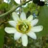 Passiflore blanche