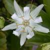 Passiflore blanche