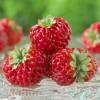 Fraisier 'Framberry', Fraise-Framboise