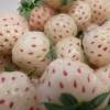 Fraisier 'Pineberry', Fraise blanche-Ananas