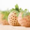 Fraisier 'Pineberry', Fraise blanche-Ananas