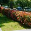 Photinia 'Carr Rouge'