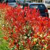 Photinia 'Carr Rouge'