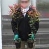 Photinia 'Carr Rouge'