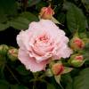 Rosier 'Andr� Le Notre'