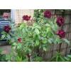 Rosier 'Burgundy Ice'