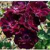 Rosier 'Burgundy Ice'