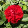 Rosier 'Coluche'