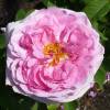 Rosier 'Comte de Chambord'