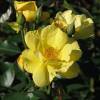 Rosier 'Golden Nugget'