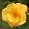 Rosier 'Golden Nugget'