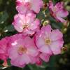 Rosier 'Lavender Dream'
