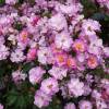 Rosier 'Lavender Dream'