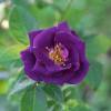 Rosier 'Rhapsody in Blue'