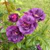 Rosier 'Rhapsody in Blue'