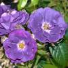 Rosier 'Rhapsody in Blue'