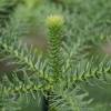 Pin de Norfolk, Araucaria heterophylla