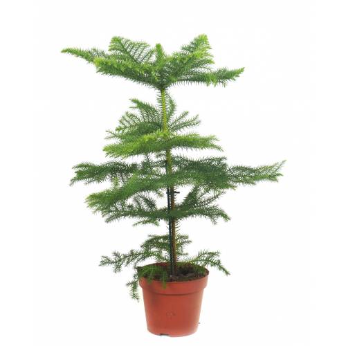 Araucaria Heterophylla (Pin De Norfolk) En Pot 17cm - Plante D'intérieur Verte, Ressemble à Un Sapin, Ne Perd Pas Ses Aiguilles - Livré Avec Panier - 50-60cm
