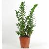 Zamioculcas