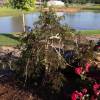 Albizia pleureur 'Chocolate Fountain'